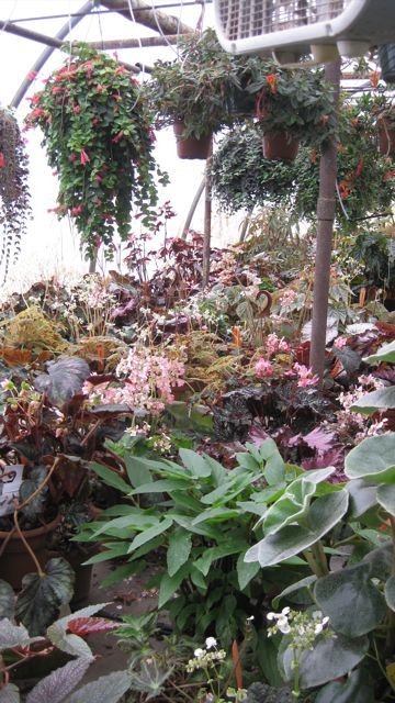 Another shot of the Begonia House where we keep all of our mother Begonia plants