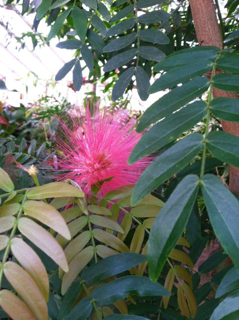 Another angle of pink powder puff amongst its sharply cut foliage