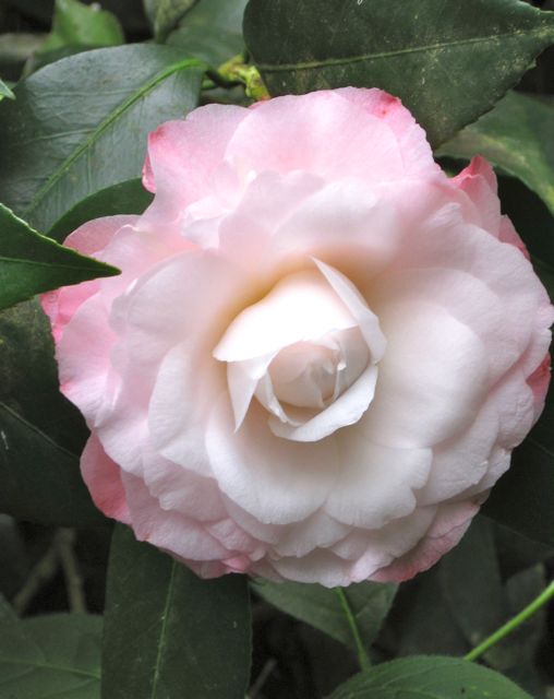 Camellia 'Pearl Maxwell'