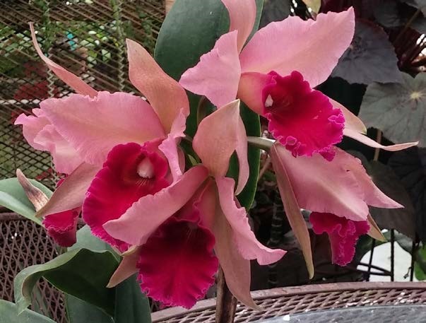 Cattleya Orchid Hagan’s Ace ‘Mandarin Orange’ 