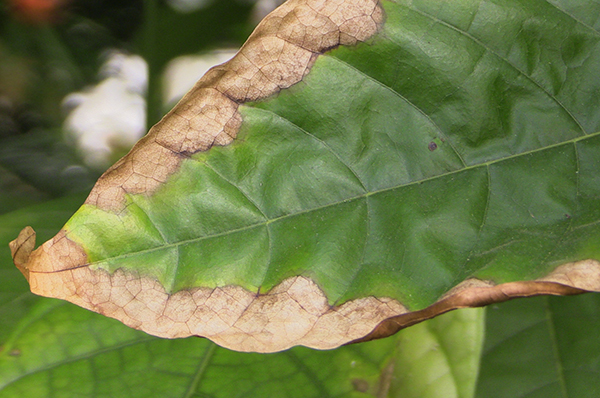 Leaf Edge Burn