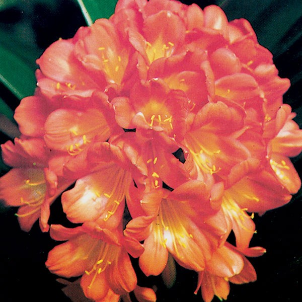 Fire Lily
(Clivia miniata)