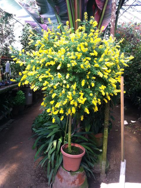 Genista Canariensis- Canary Island Broom - This is delightfully fragrant and makes an excellent standard