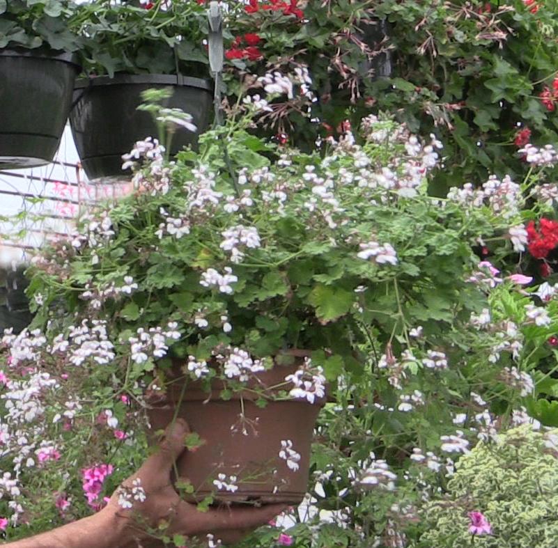 Logee’s Scented Geraniums