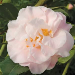 Camellia

‘High Fragrance’