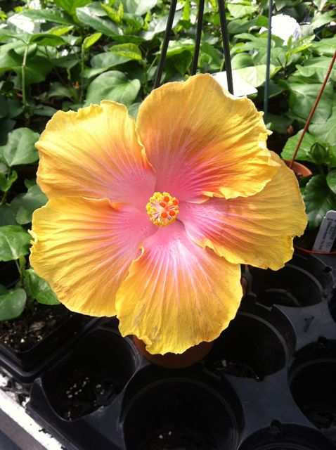 Hibiscus 'The Path' is in bloom in a four-inch pot