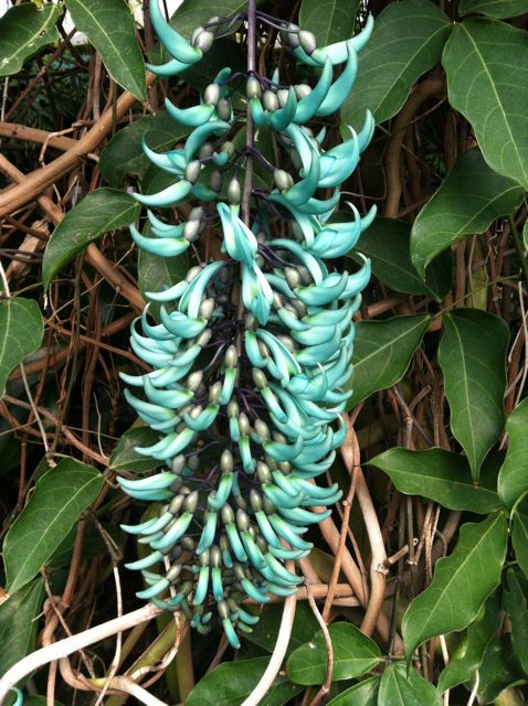 The rare Jade Vine in full bloom, showing off its long chain of flowers