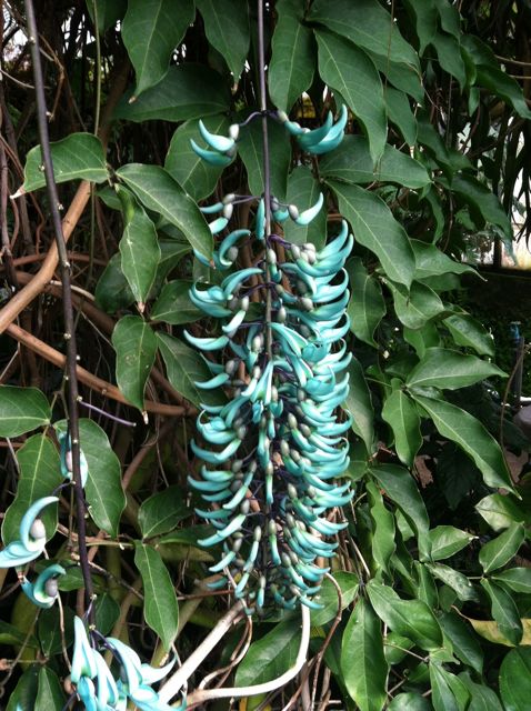 Jade Vine (Strongylodon macrobotrys) just opening with its unique turquoise flowers