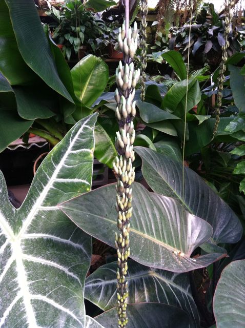 Juvenile Jade flower buds hang in a long strand