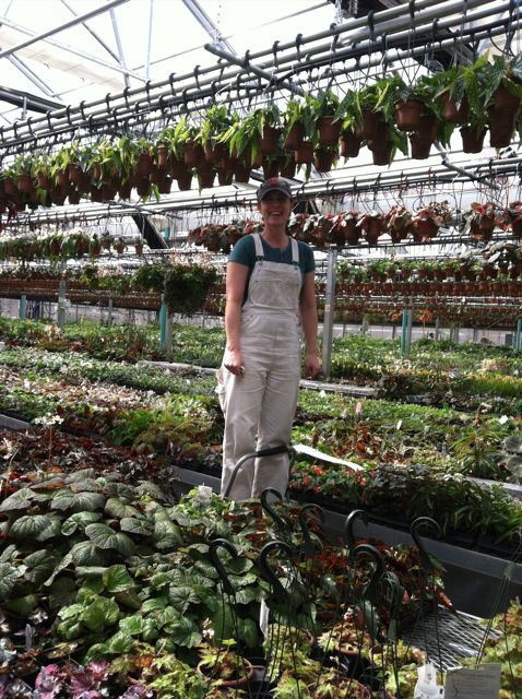 Laurie, our begonia grower