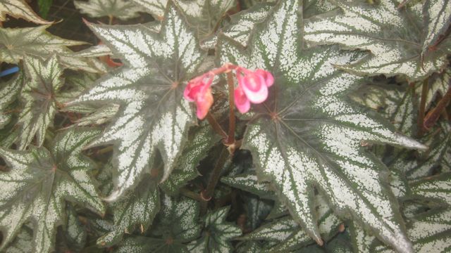 Little Brother Montgomery Begonia