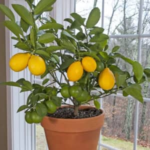 Meyer

Lemon