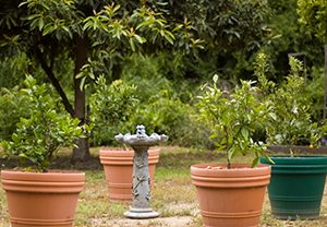 Citrus Plants outdoors- Photo by Flickr user RBerteig