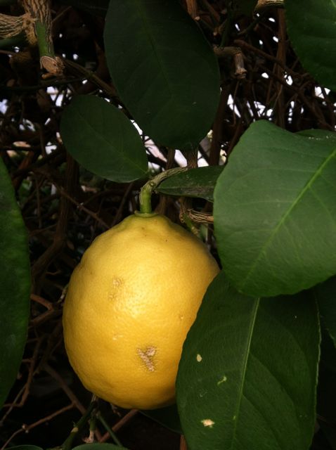Ponderosa Lemon, this one is about the size of a baseball