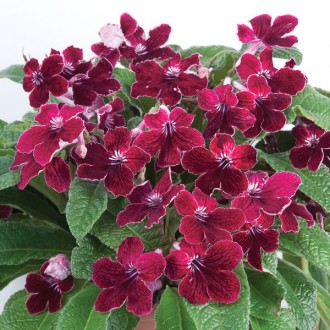 Primrose 'Red Alert'