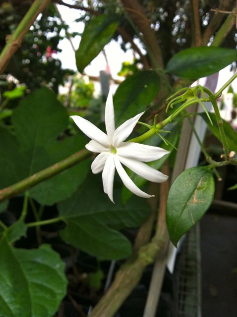 Royal Jasmine, one of the most popular Jasmines we grow