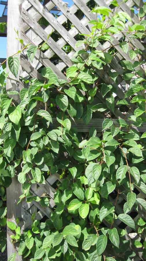 Pictured here is the Schisandra vine growing on a lattice. This chinese herb is said to increase and balance body energy or chi