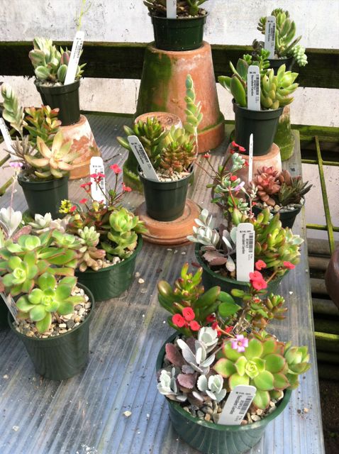 Always lots of Succulent dish gardens ready for gift giving