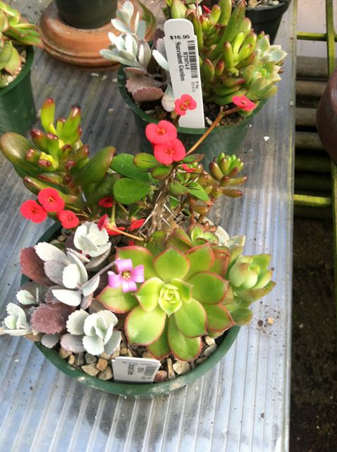 Succulent Dish Gardens, easy to grow and require very little water