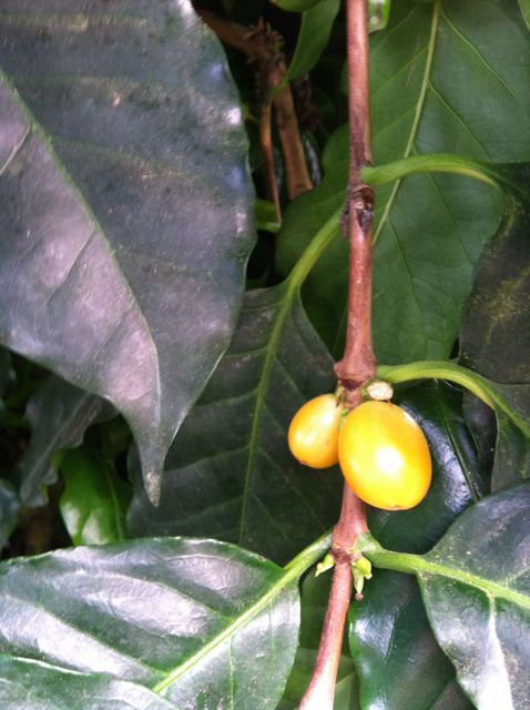 We grow a rare variety of Yellow Coffee Beans, in fruit in the Long House