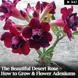 The Beautiful Desert Rose – How to Grow & Flower Adeniums.