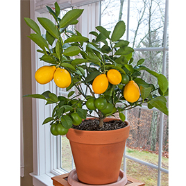Meyer Lemon (Citrus limon)