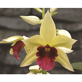 Terrestrial Orchid ‘George’s Gold’ (Phaius microburst)