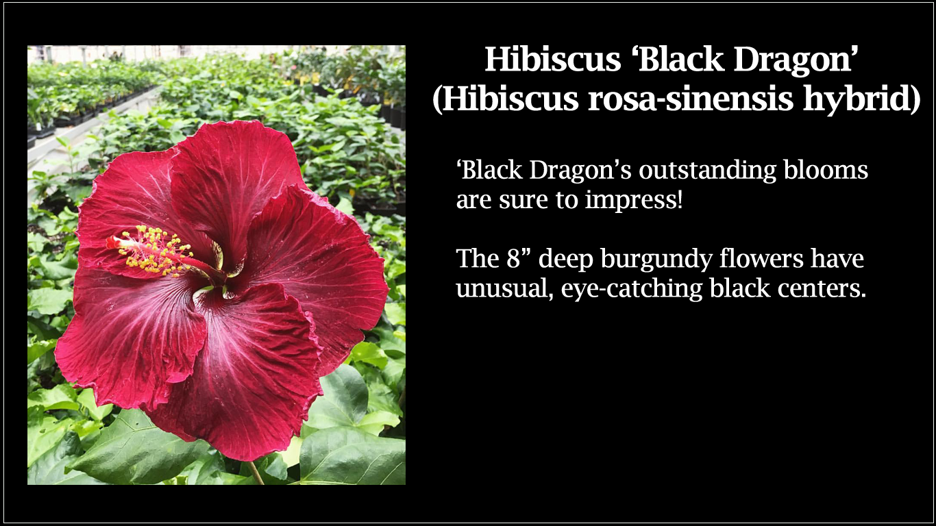 Hibiscus Black Dragon