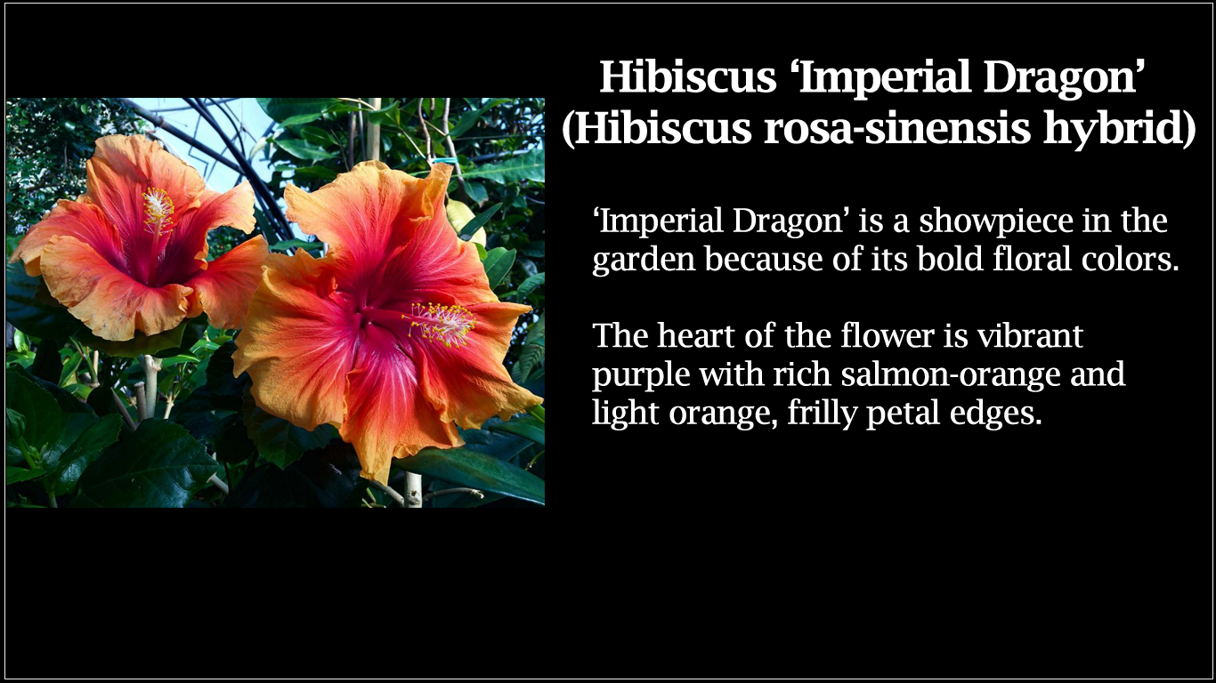 Hibiscus Imperial Dragon