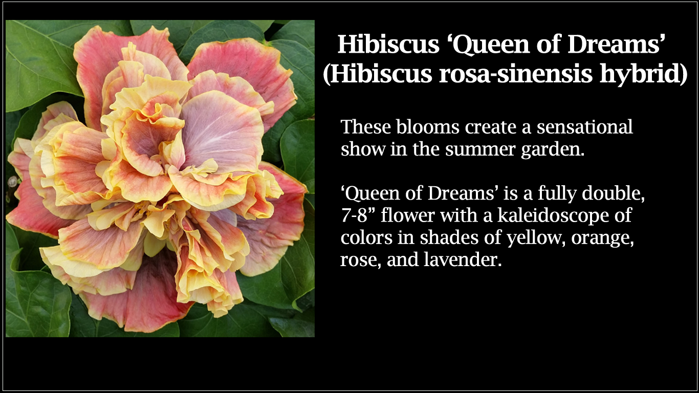 Hibiscus Queen of Dreams