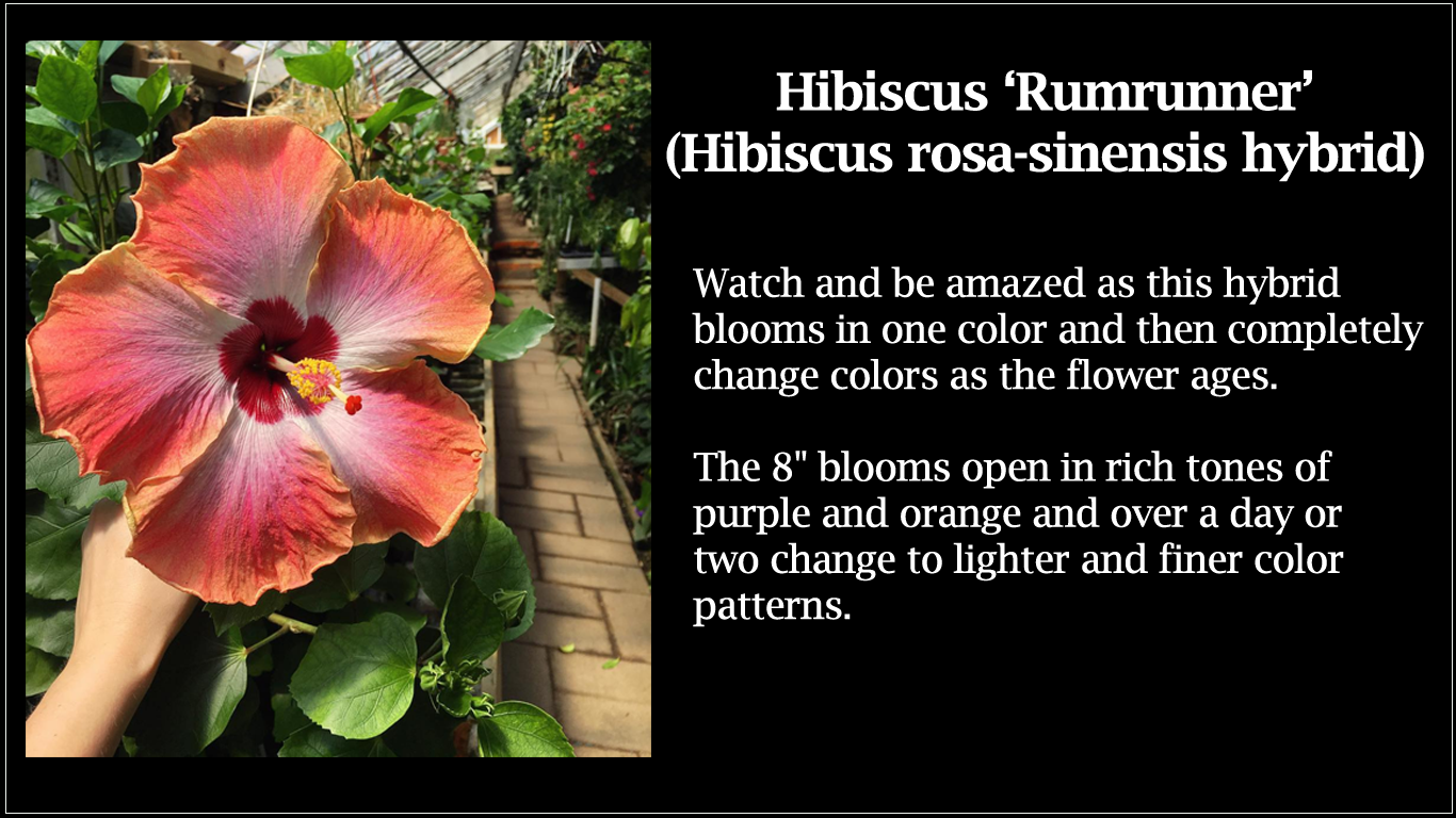 Hibiscus Rum Runner