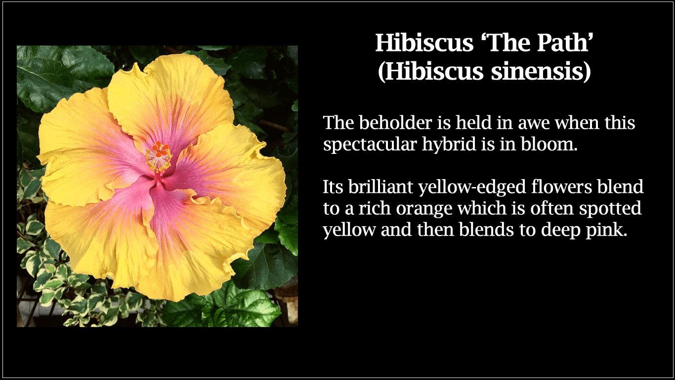 Hibiscus The Path