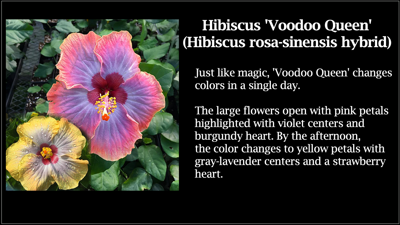 Hibiscus VooDoo Queen
