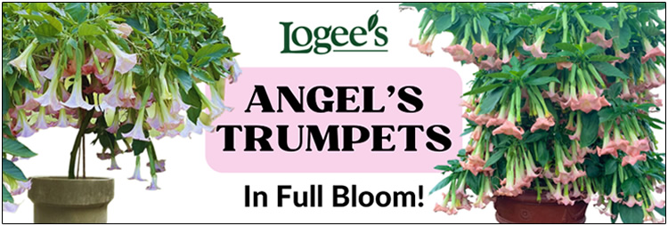 Angel's Trumpet in Full Bloom - Angel's Trumpet Plants for Sale