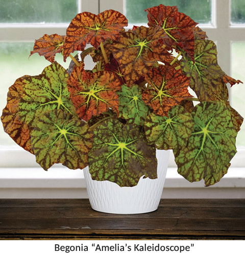 Begonia ‘Amelia's Kaleidoscope’ (Begonia rhizomatous hybrid) - Buy begonia plants online