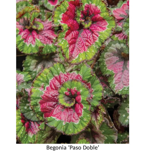 Begonias How To Grow Care For Begonia Plants Begonias For Sale