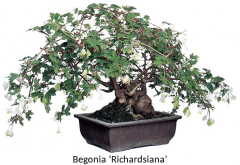 Begonia ‘Richardsiana’ (Begonia dregei ‘Richardsiana’)