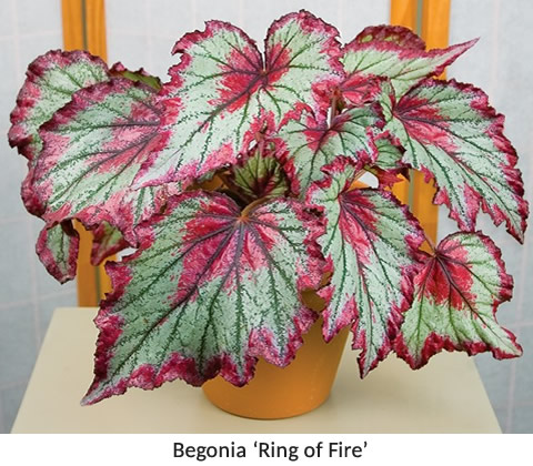 Begonia ‘Ring of Fire’ (Begonia rex hybrid)