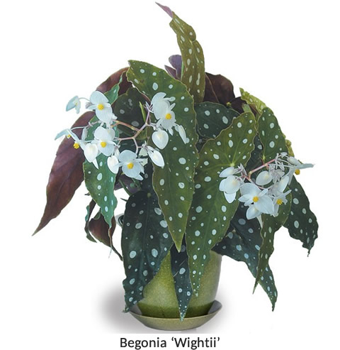 Begonia ‘Wightii’ (Begonia maculata variegata)