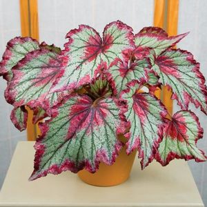 Rex Begonias