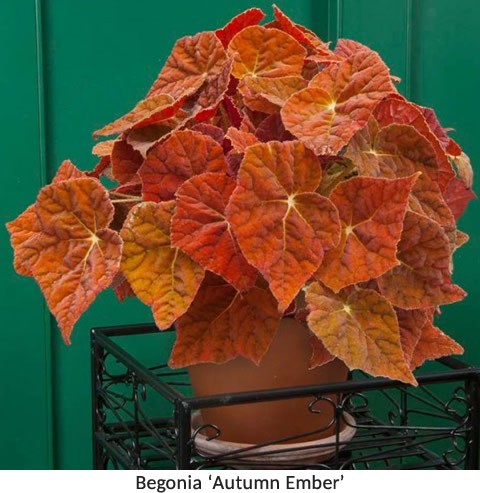 Begonia Autumn Ember - Begonias for Sale