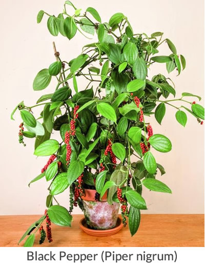 Black pepper plant (Piper nigrum) for sale at Logee's