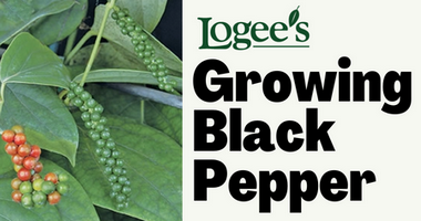 Black Pepper Plant - How to grow black peppercorn plants at home - black pepper plants for sale at Logee's