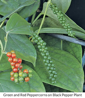 Green and red peppercorns on black pepper plant