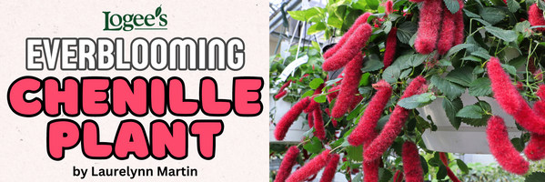 Chenille Plants for Sale at Logee's