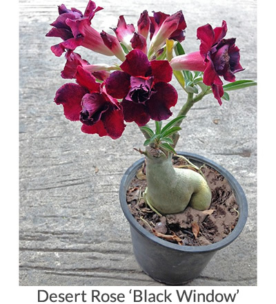 Desert Rose ‘Black Window’ (Adenium obesum hybrid)