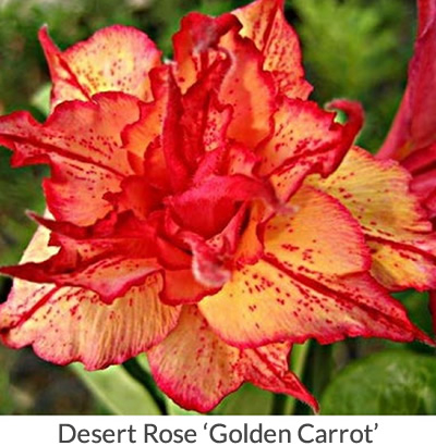 Desert Rose ‘Golden Carrot’ (Adenium obesum hybrid)