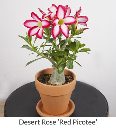usa free shipping succulent desert rose plant,adenium No16 leuang gaan ja naa 