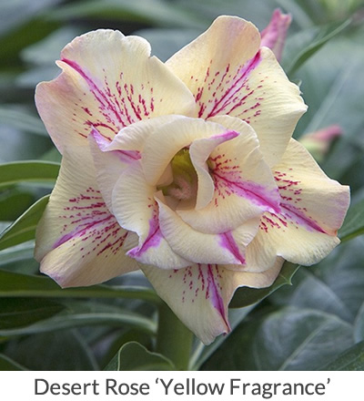 Desert Rose ‘Yellow Fragrance’ (Adenium hybrid)