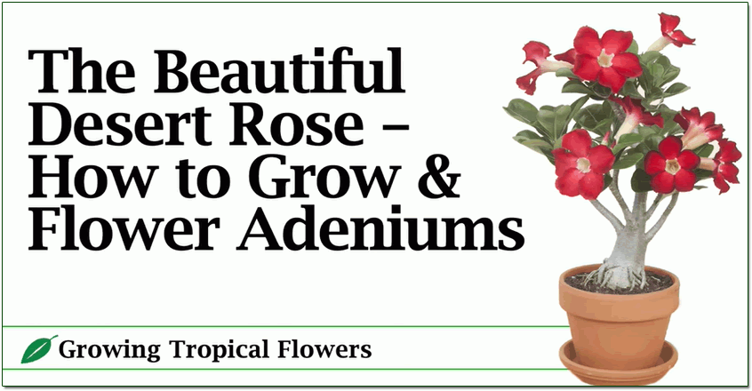 Desert Rose Plant (Adenium) for Sale ~ Desert Rose Plant Care